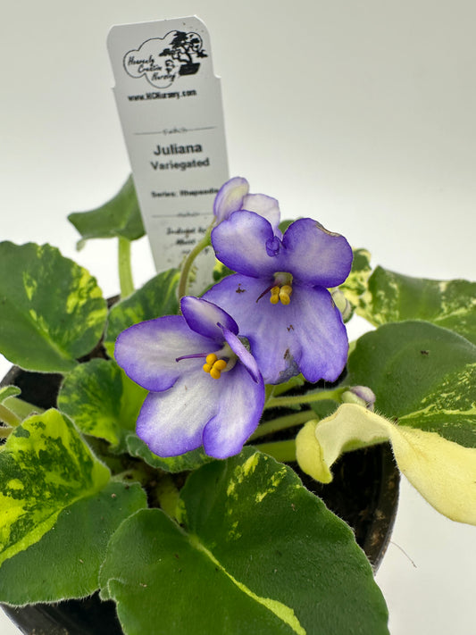 Juliana - Variegated (Rare) - Live African Violet 4" - Series: Rhapsodie