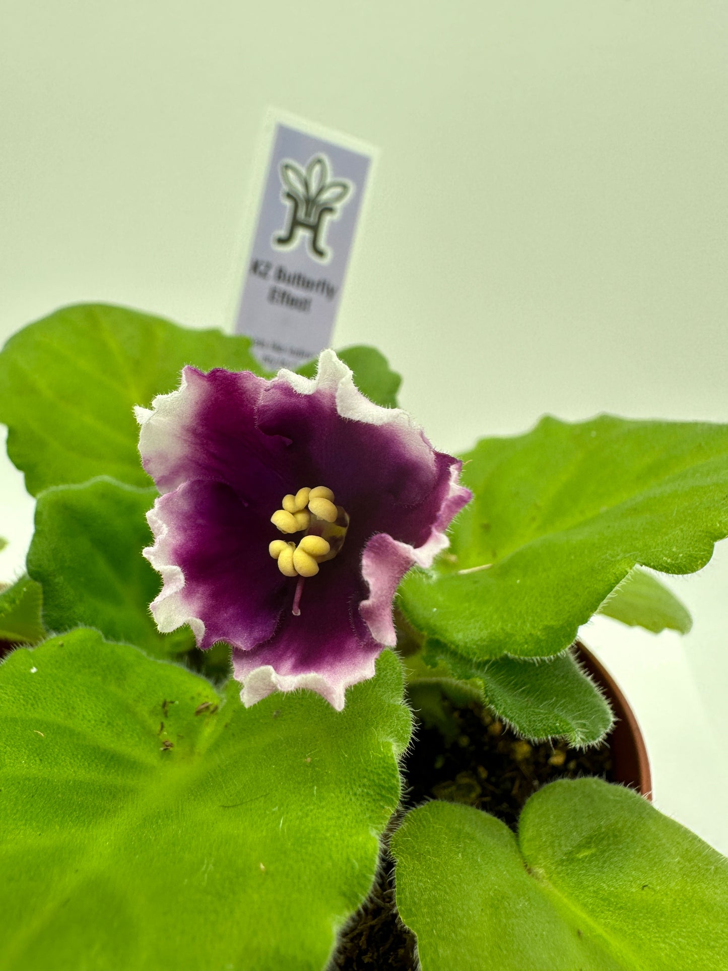 KZ Butterfly Effect - Live African Violet 4"