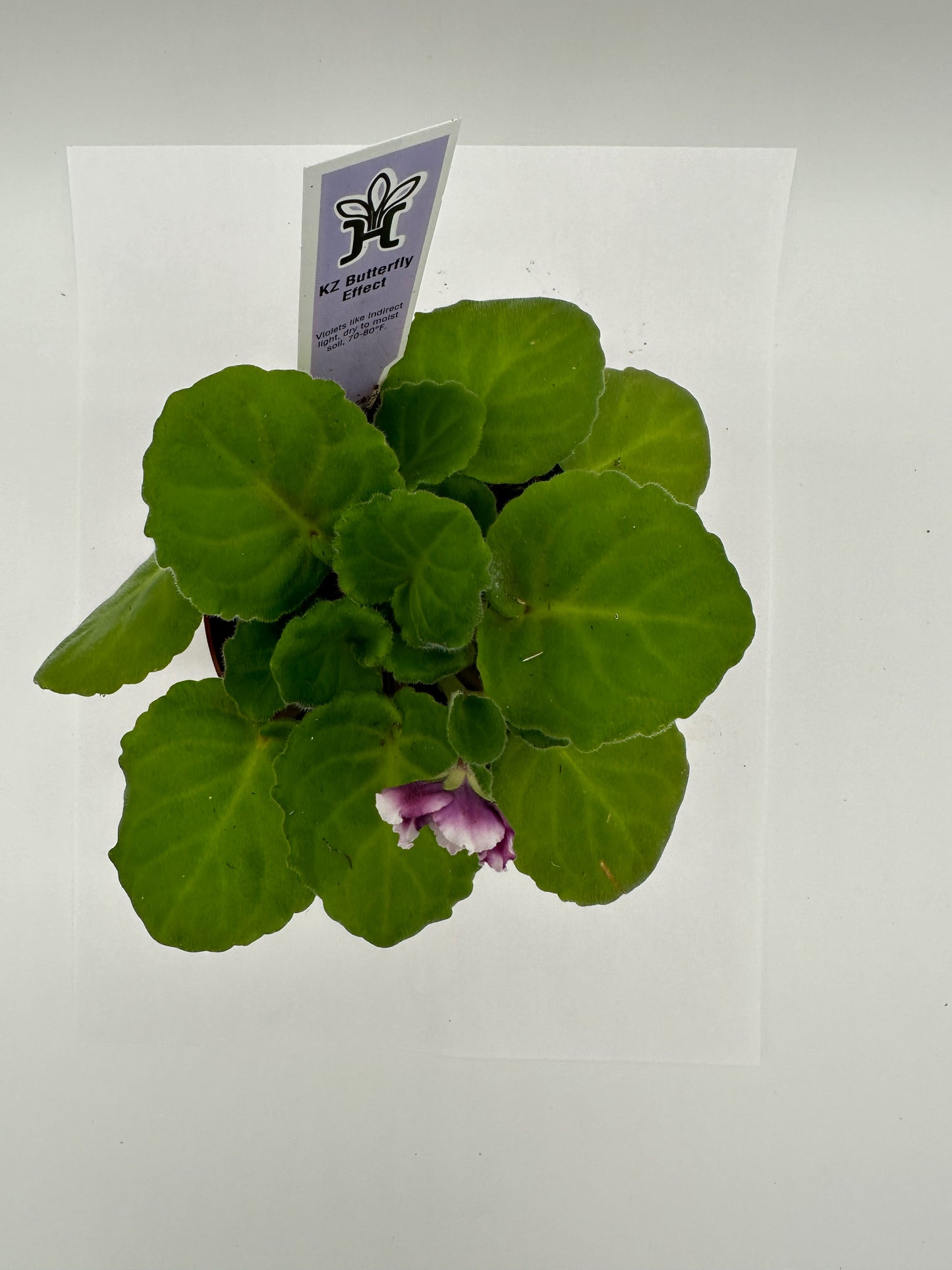 KZ Butterfly Effect - Live African Violet 4"