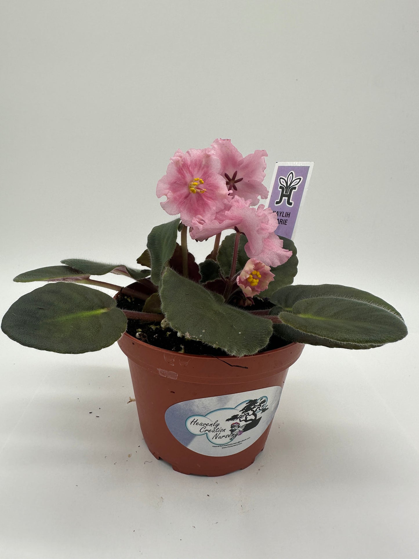 Kaylih Marie - Live African Violet 4"