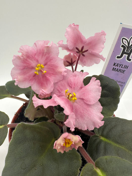 Kaylih Marie - Live African Violet 4"