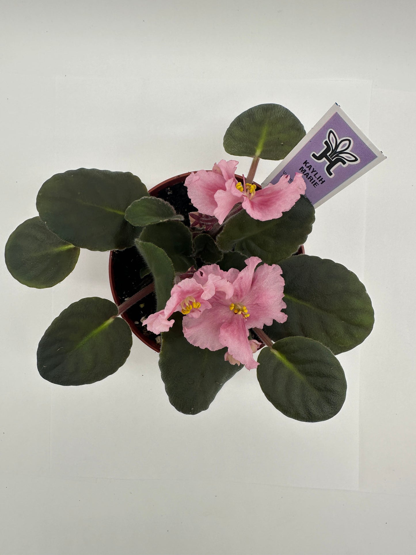 Kaylih Marie - Live African Violet 4"