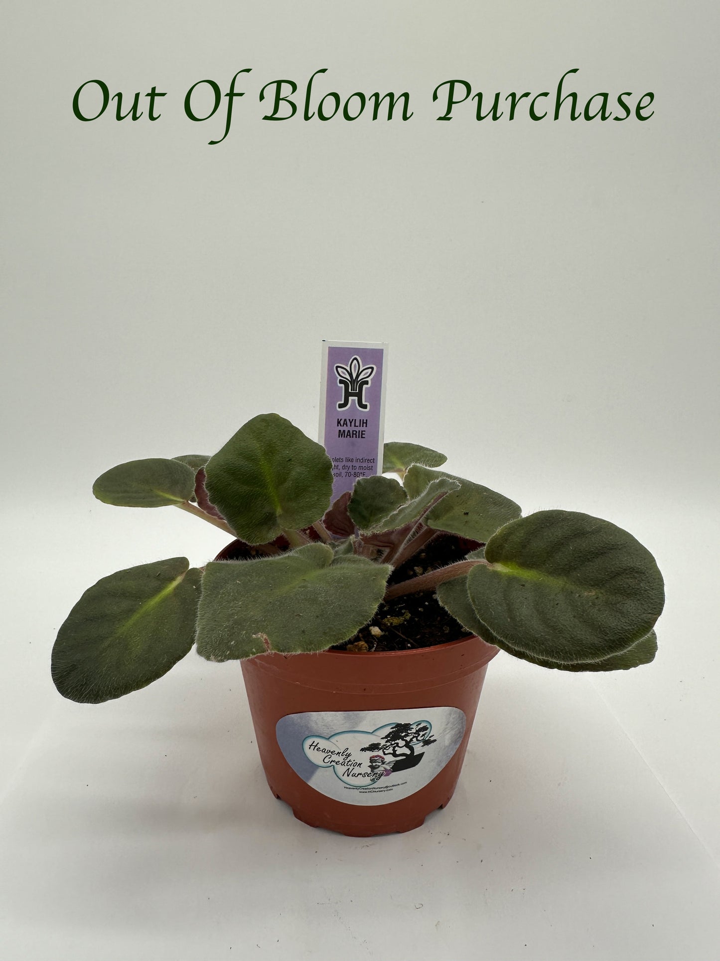 Kaylih Marie - Live African Violet 4"