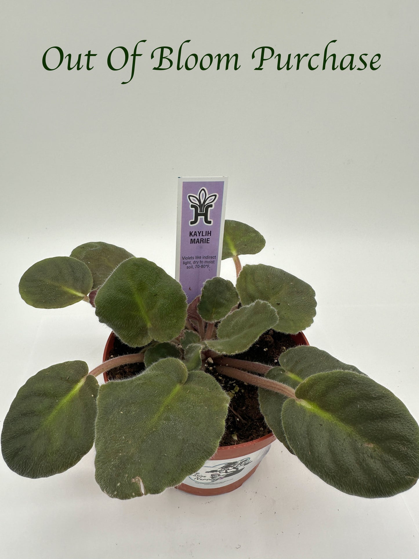 Kaylih Marie - Live African Violet 4"