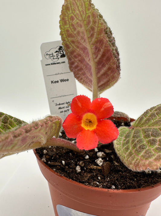 Kee Wee - Live Episcia 4"