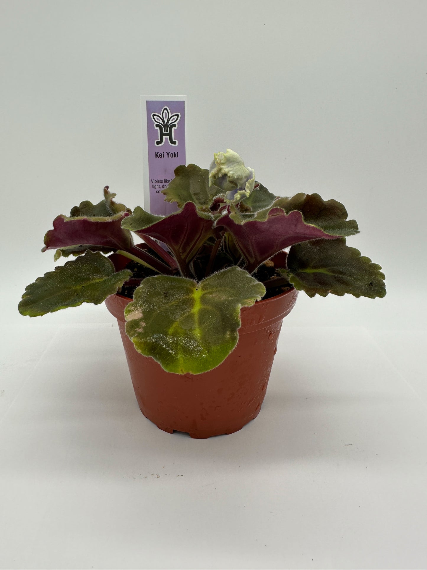 Kei Yoki - Live African Violet 4"