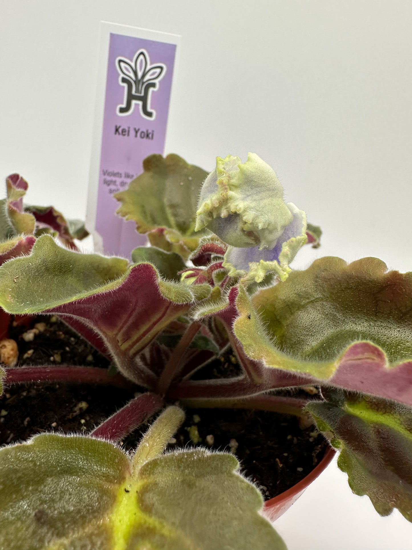 Kei Yoki - Live African Violet 4"