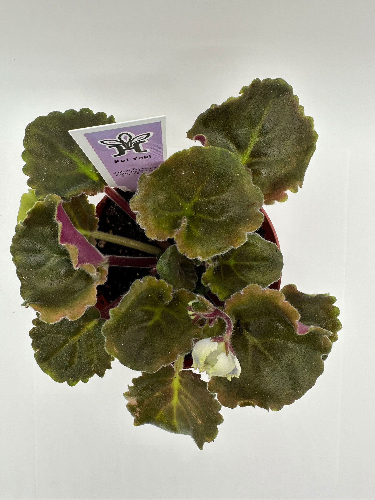 Kei Yoki - Live African Violet 4"