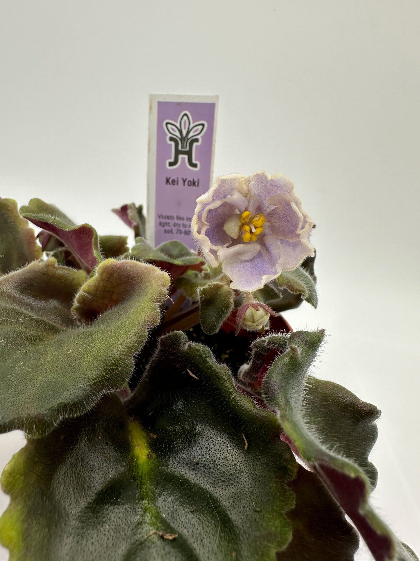 Kei Yoki - Live African Violet 4"