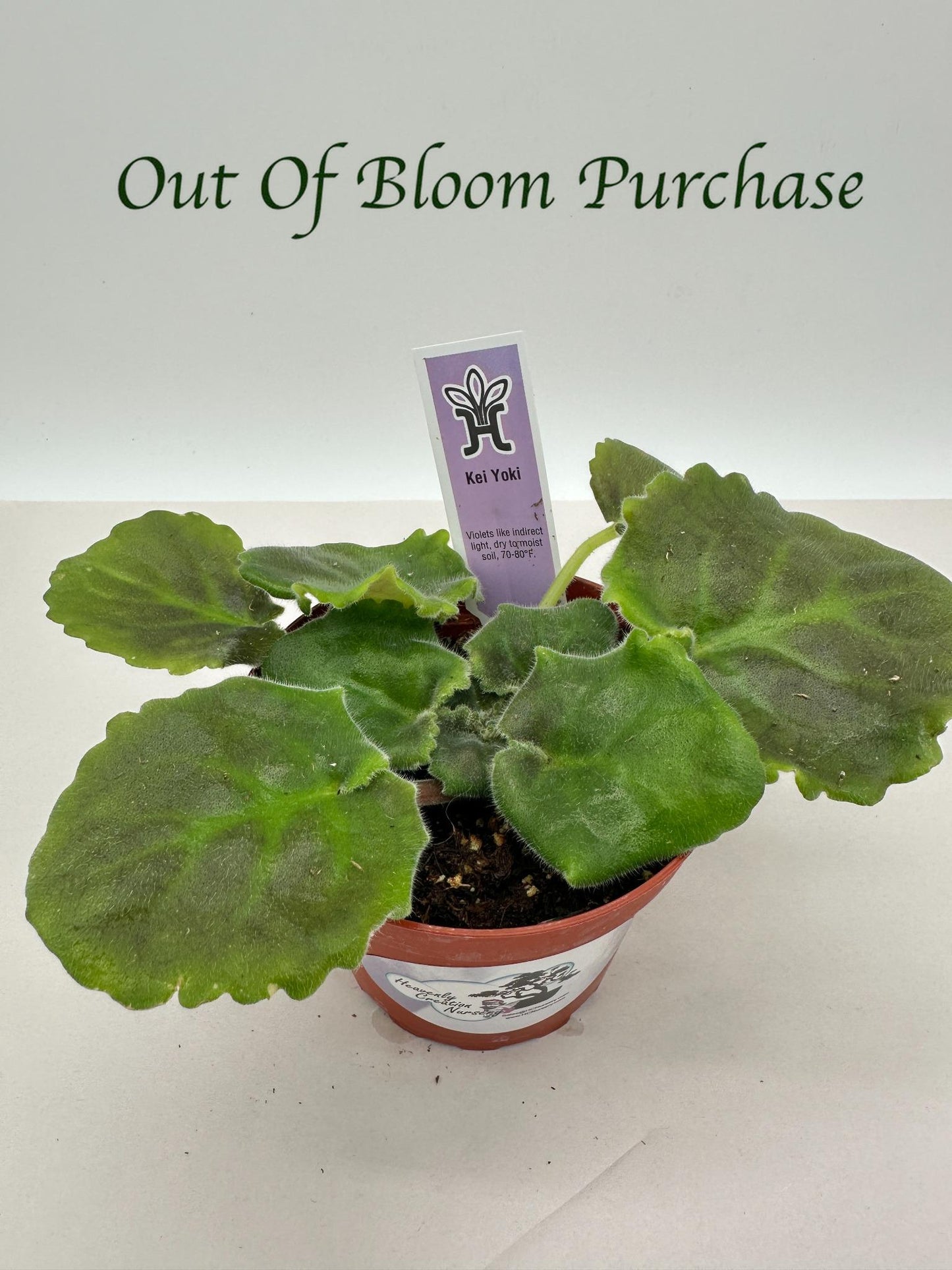 Kei Yoki - Live African Violet 4"