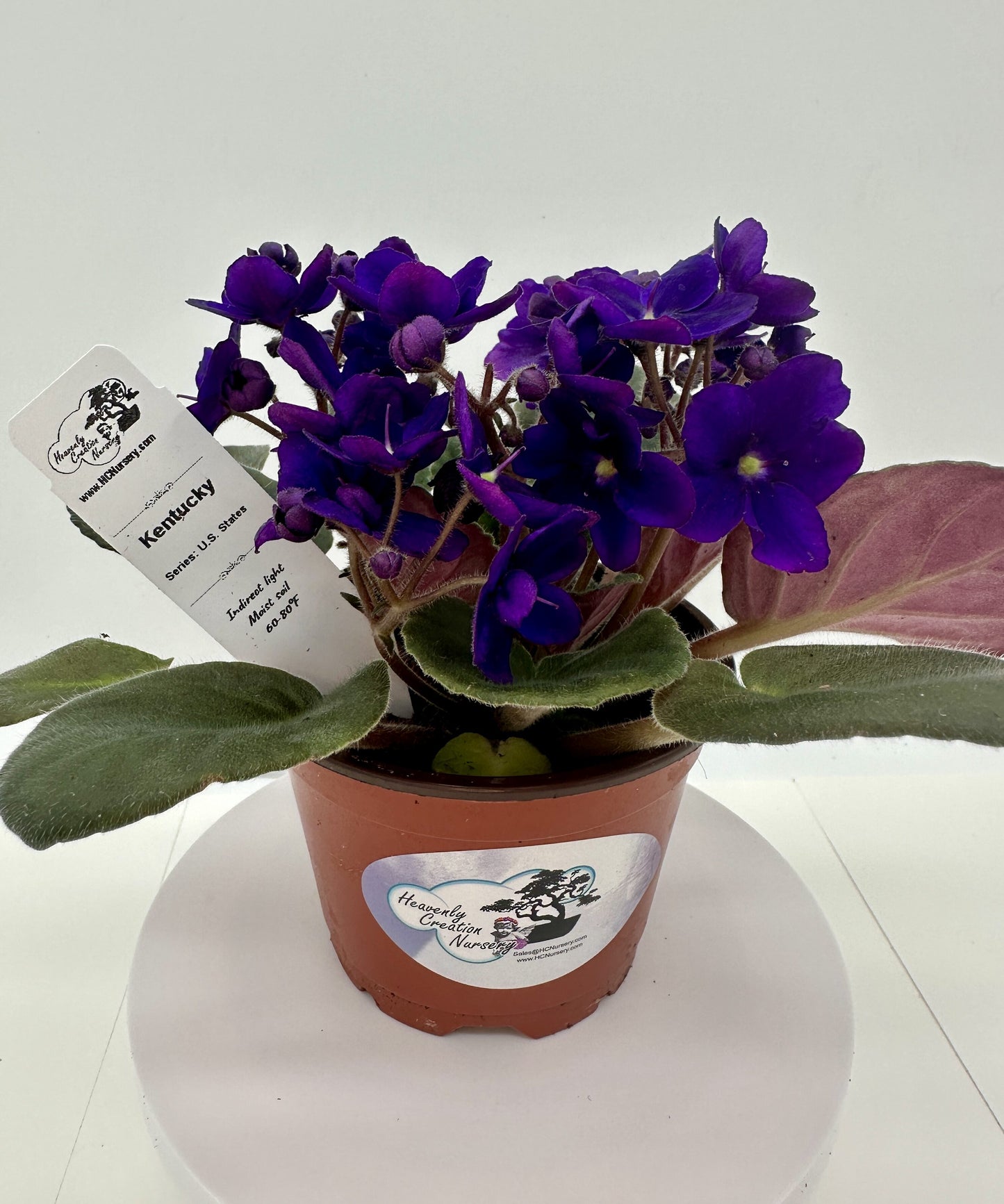 Kentucky - Live African Violet 4" - Series: U.S. States