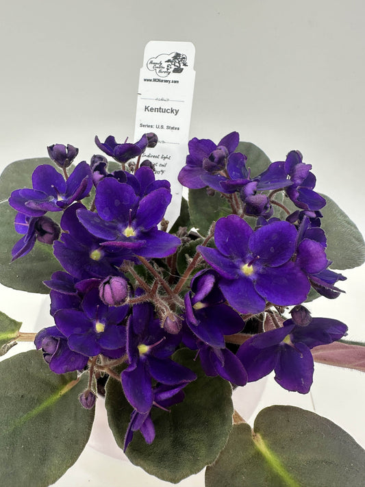 Kentucky - Live African Violet 4" - Series: U.S. States