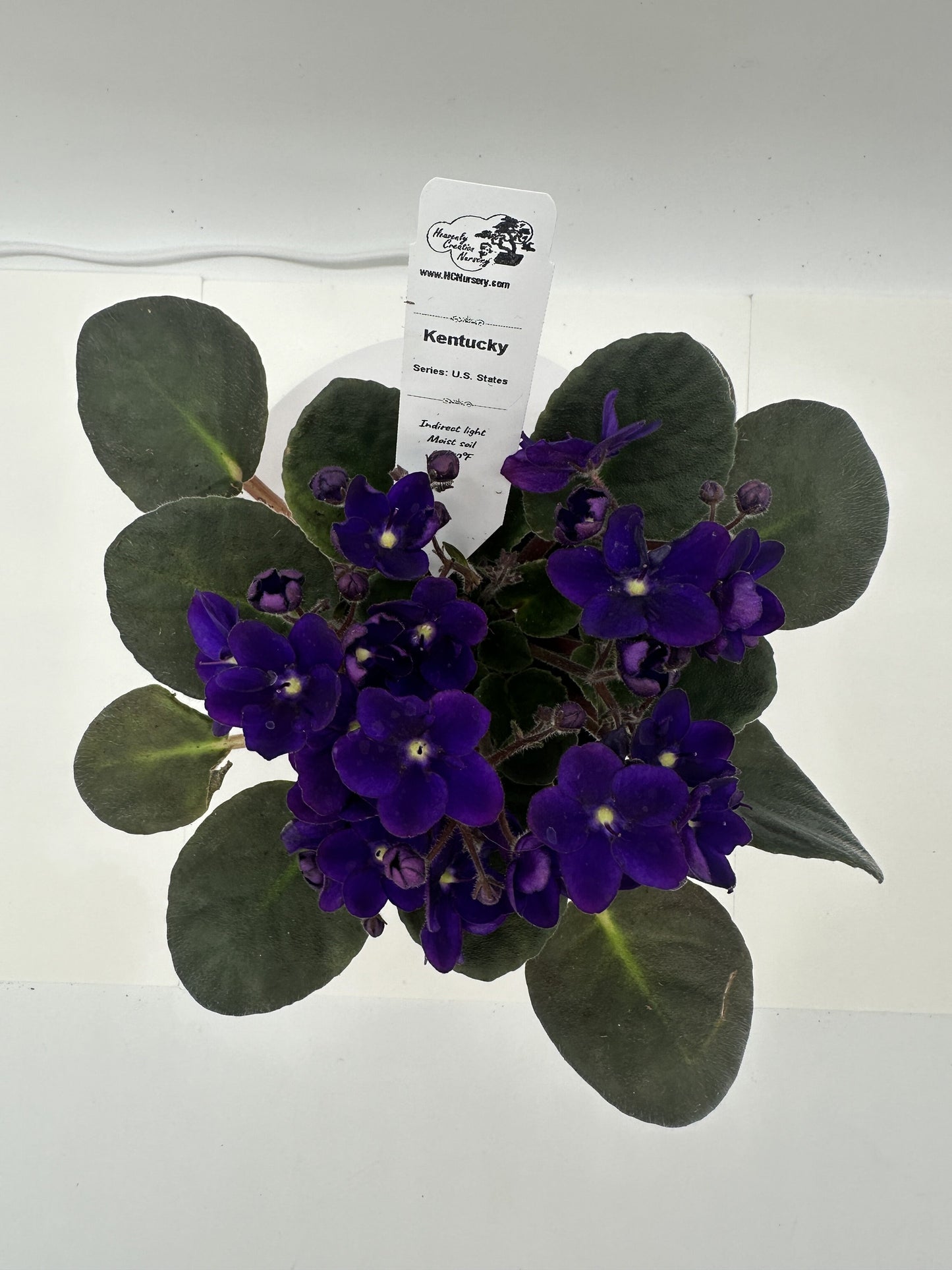 Kentucky - Live African Violet 4" - Series: U.S. States