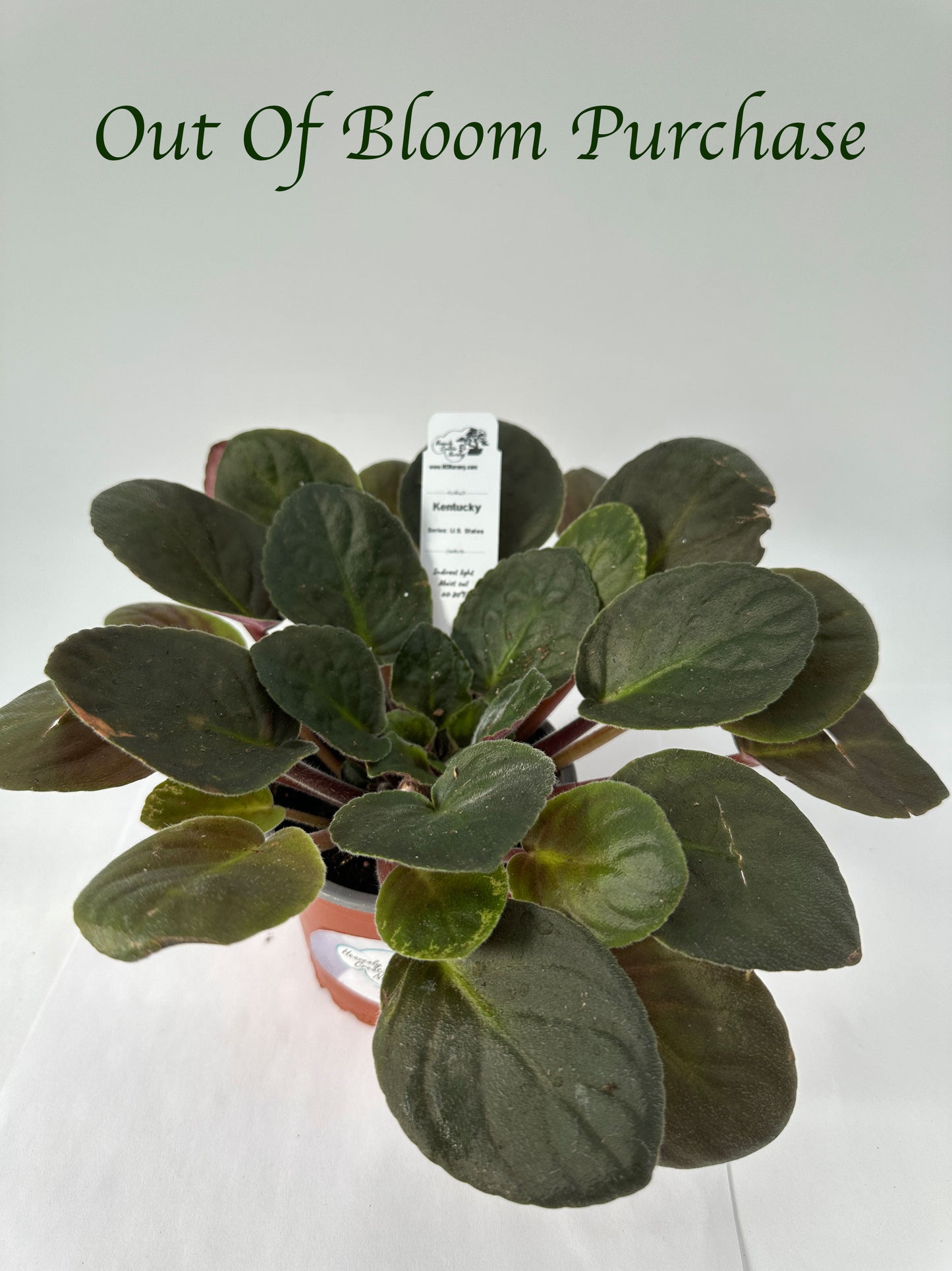 Kentucky - Live African Violet 4" - Series: U.S. States