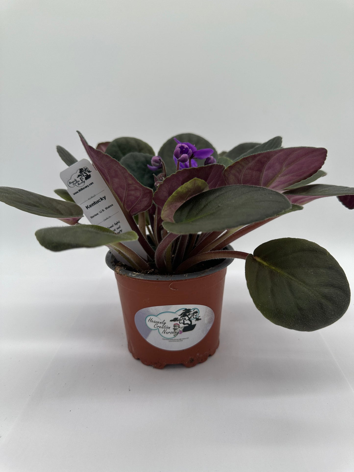 Kentucky - Live African Violet 4" - Series: U.S. States