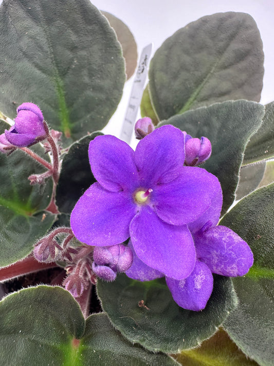 Kentucky - Live African Violet 4" - Series: U.S. States