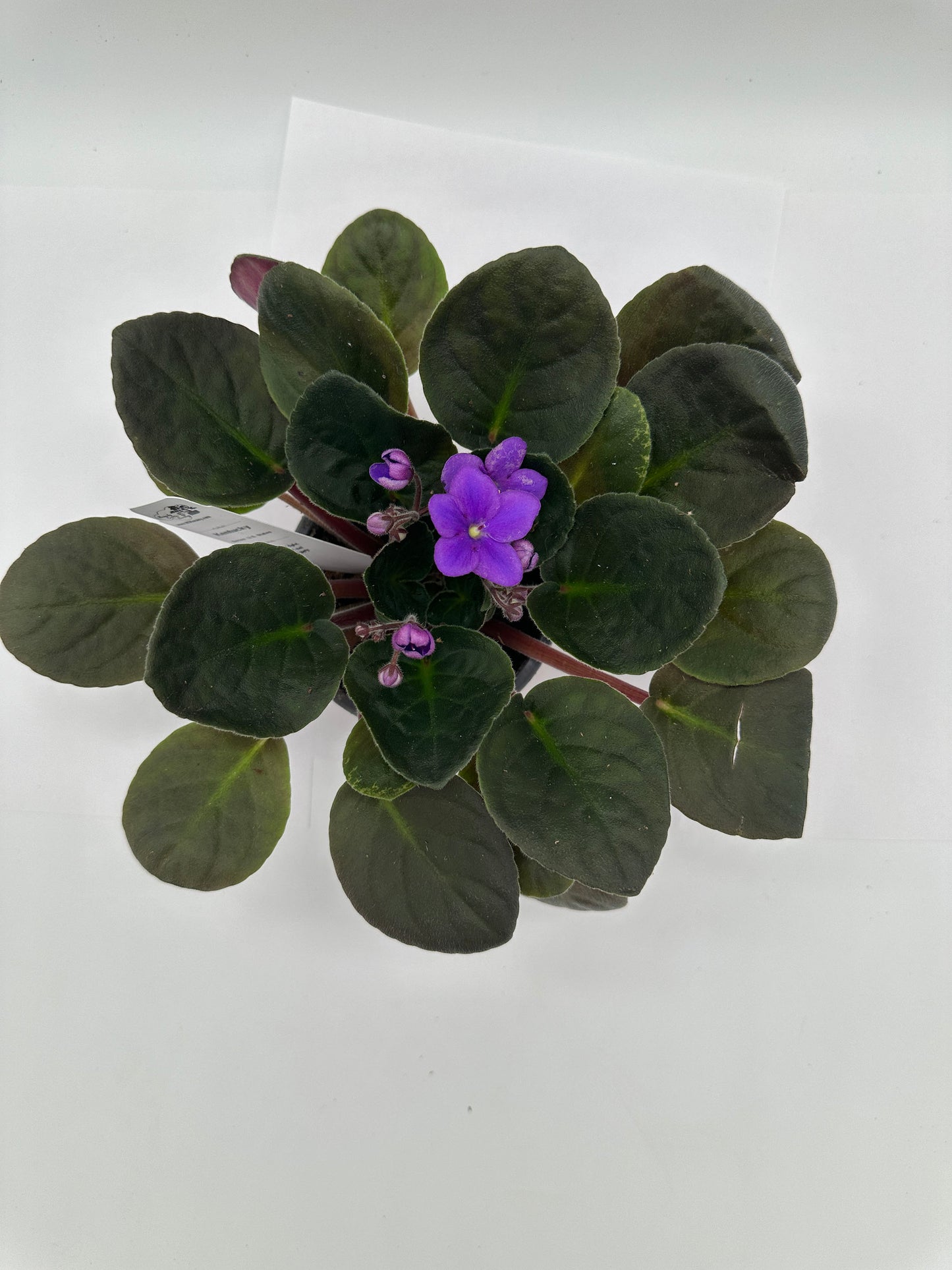 Kentucky - Live African Violet 4" - Series: U.S. States