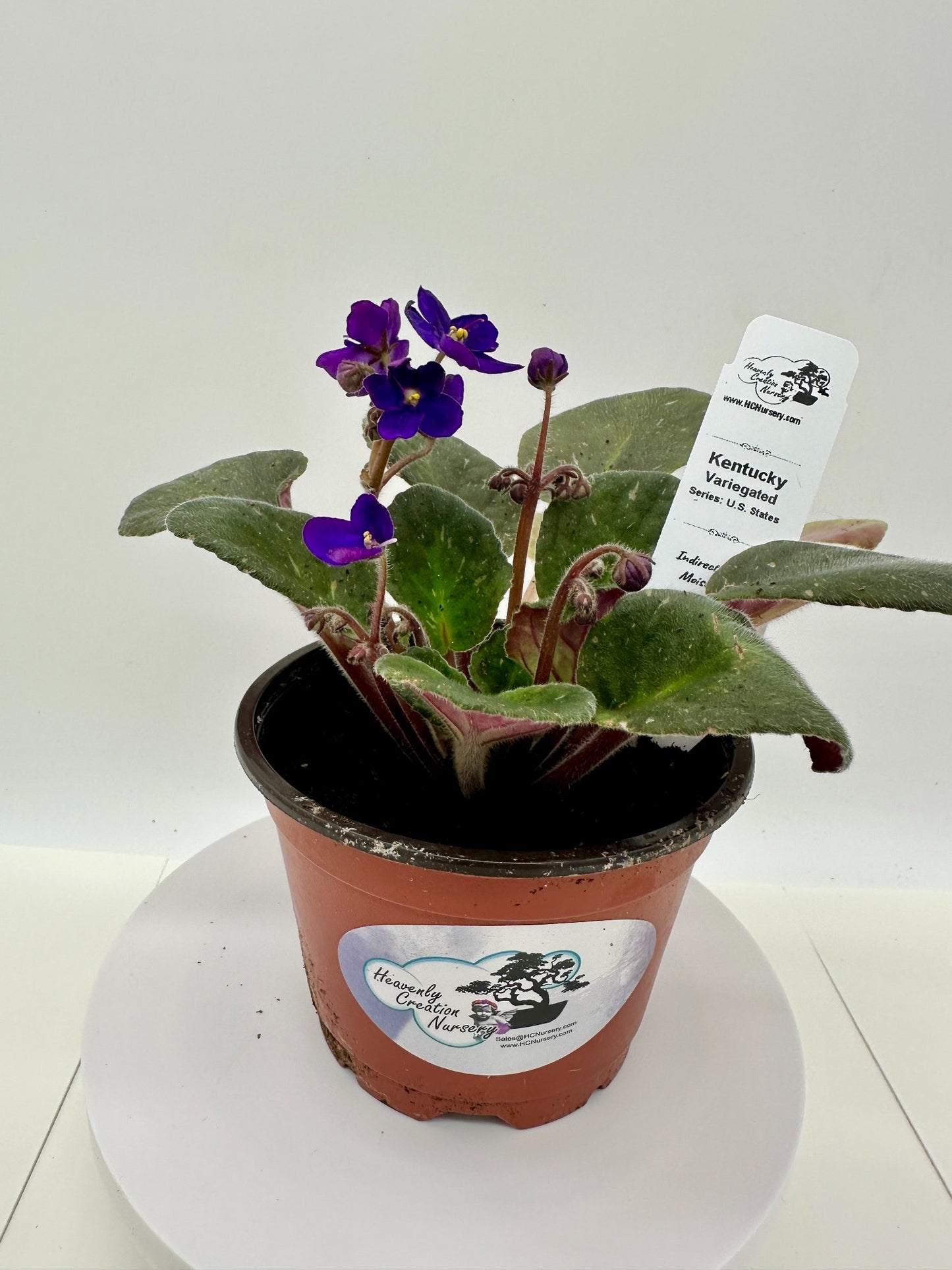 Kentucky - Variegated (Rare) - Live African Violet 4" - Series: U.S. States