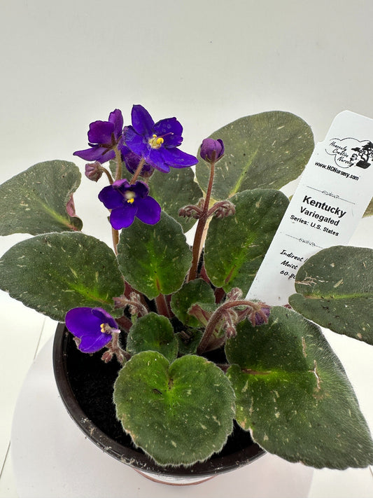 Kentucky - Variegated (Rare) - Live African Violet 4" - Series: U.S. States