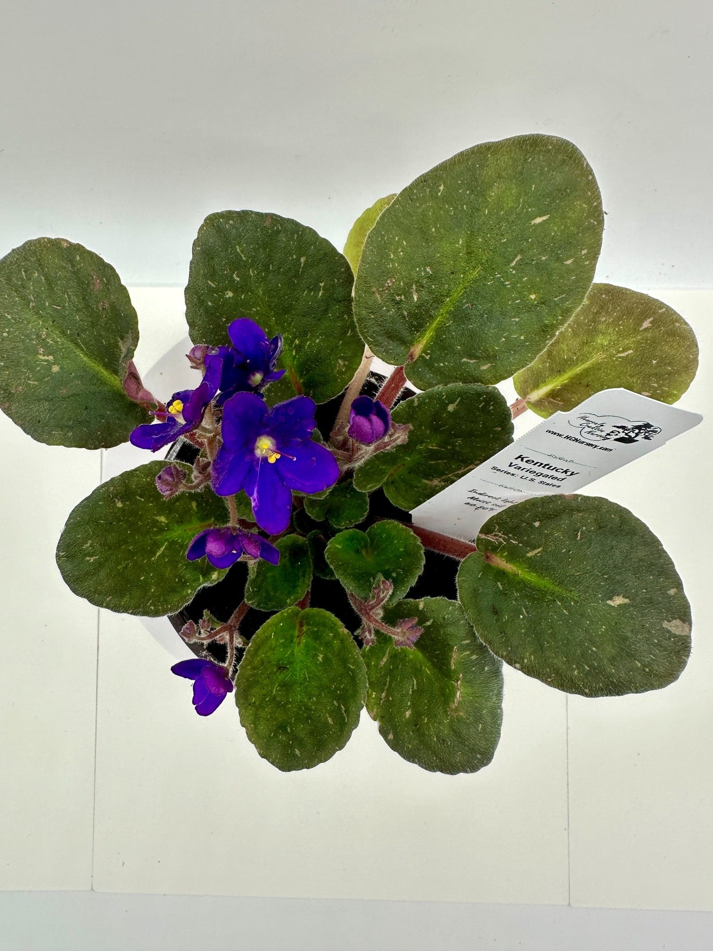 Kentucky - Variegated (Rare) - Live African Violet 4" - Series: U.S. States