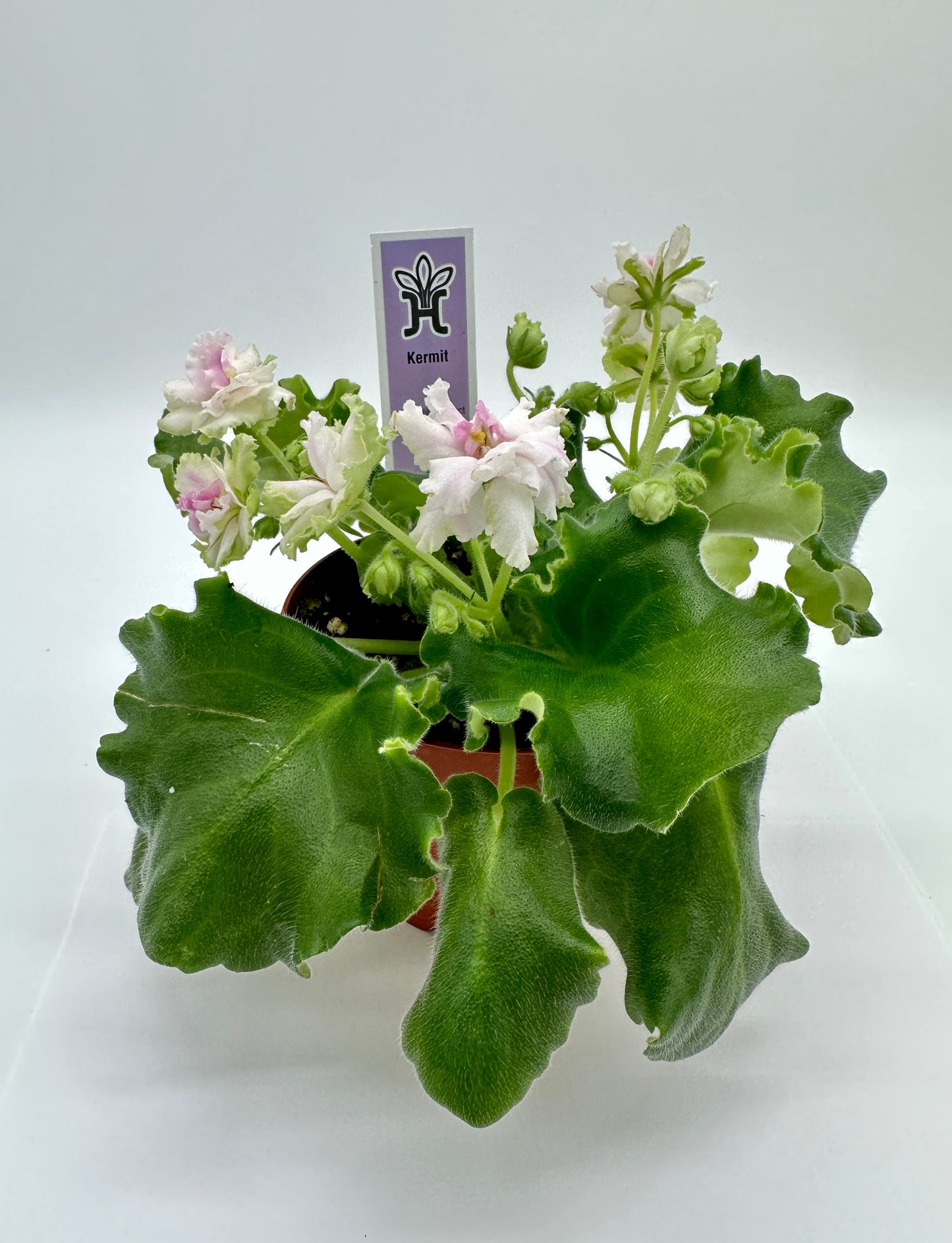 Kermit - Live African Violet 4"