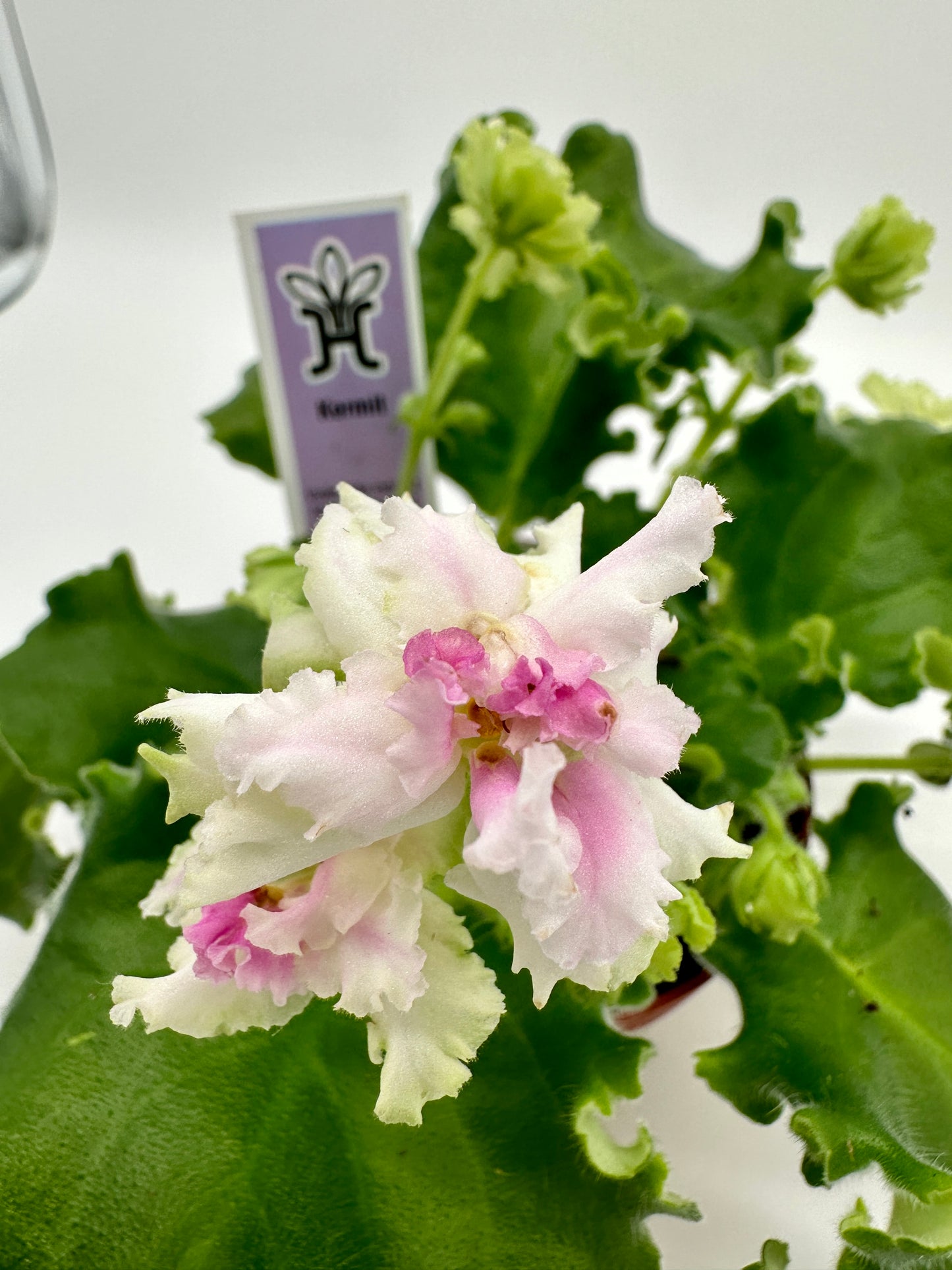 Kermit - Live African Violet 4"