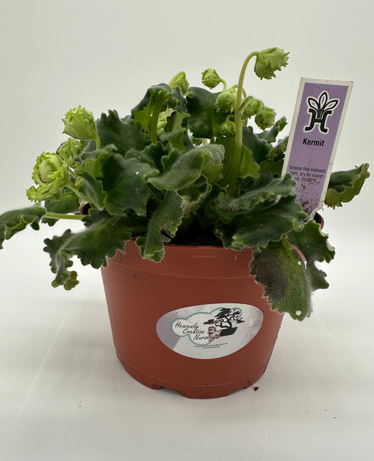 Kermit - Live African Violet 6"