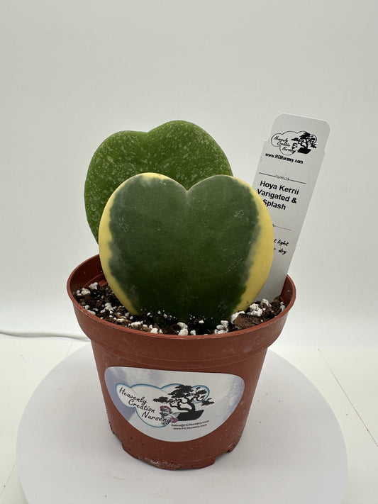 Kerrii Var/Splash His & Hers (Heart) - Live Hoya 4"