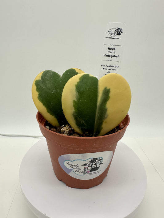 Kerrii Variegated His & Hers (Heart) - Live Hoya 4"