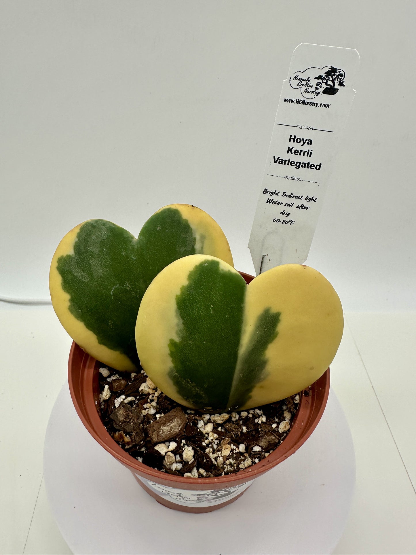 Kerrii Variegated His & Hers (Heart) - Live Hoya 4"