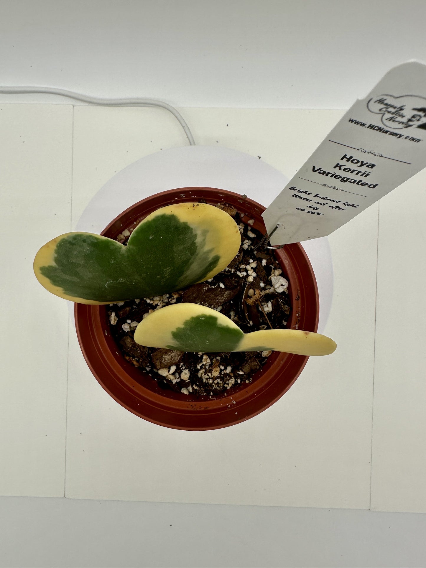 Kerrii Variegated His & Hers (Heart) - Live Hoya 4"