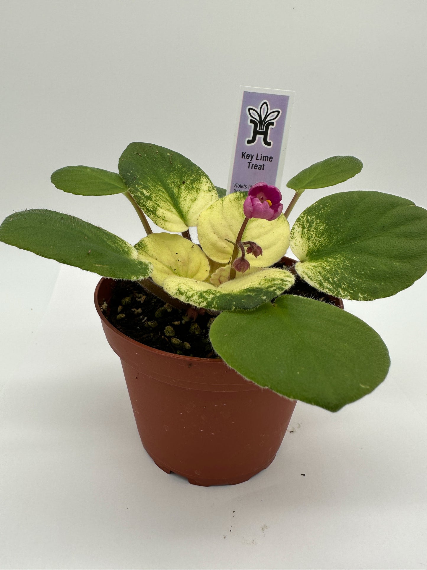 Key Lime Treat - Live African Violet 4"