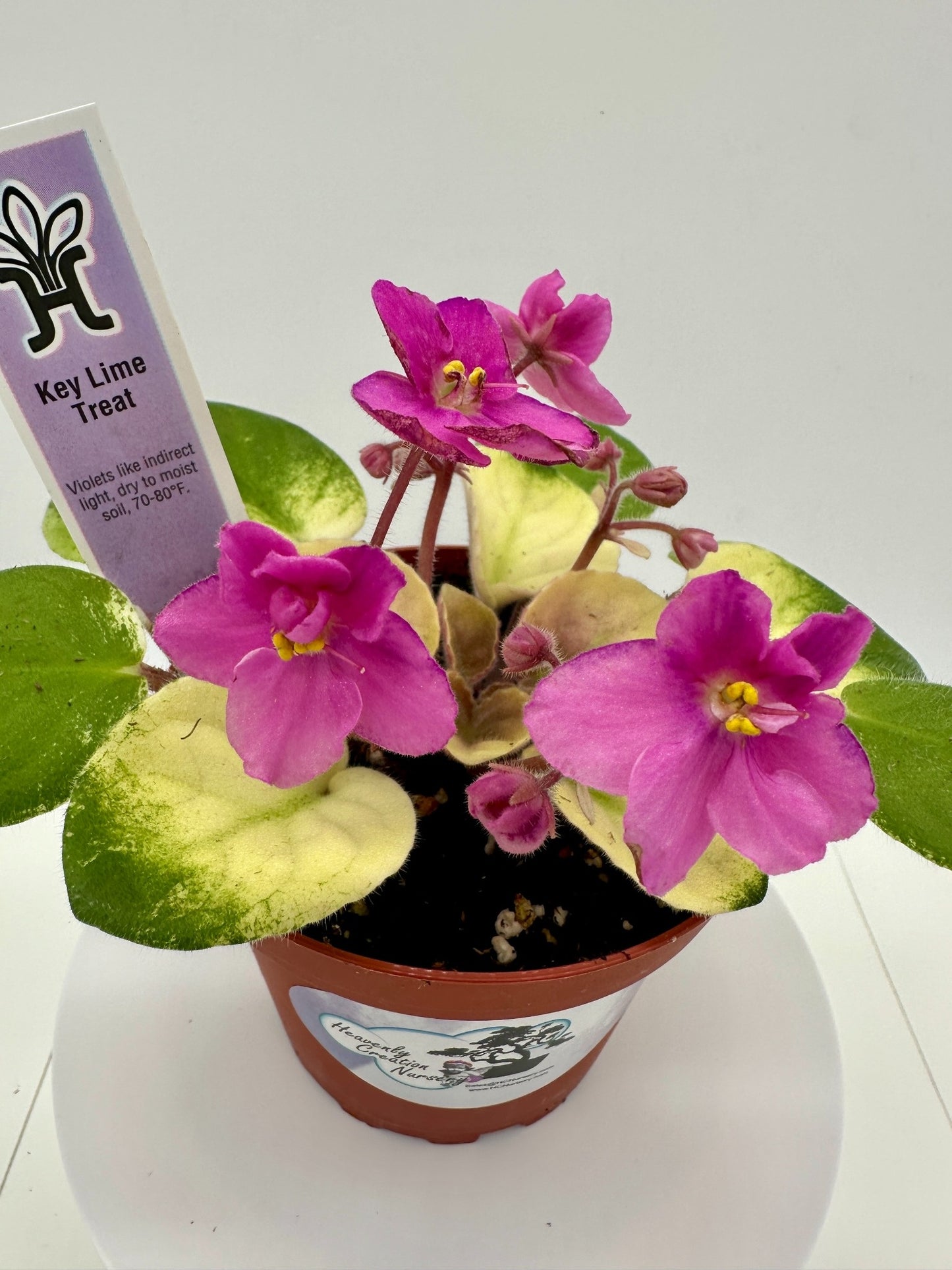Key Lime Treat - Live African Violet 4"