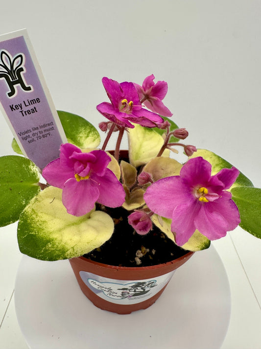 Key Lime Treat - Live African Violet 4"