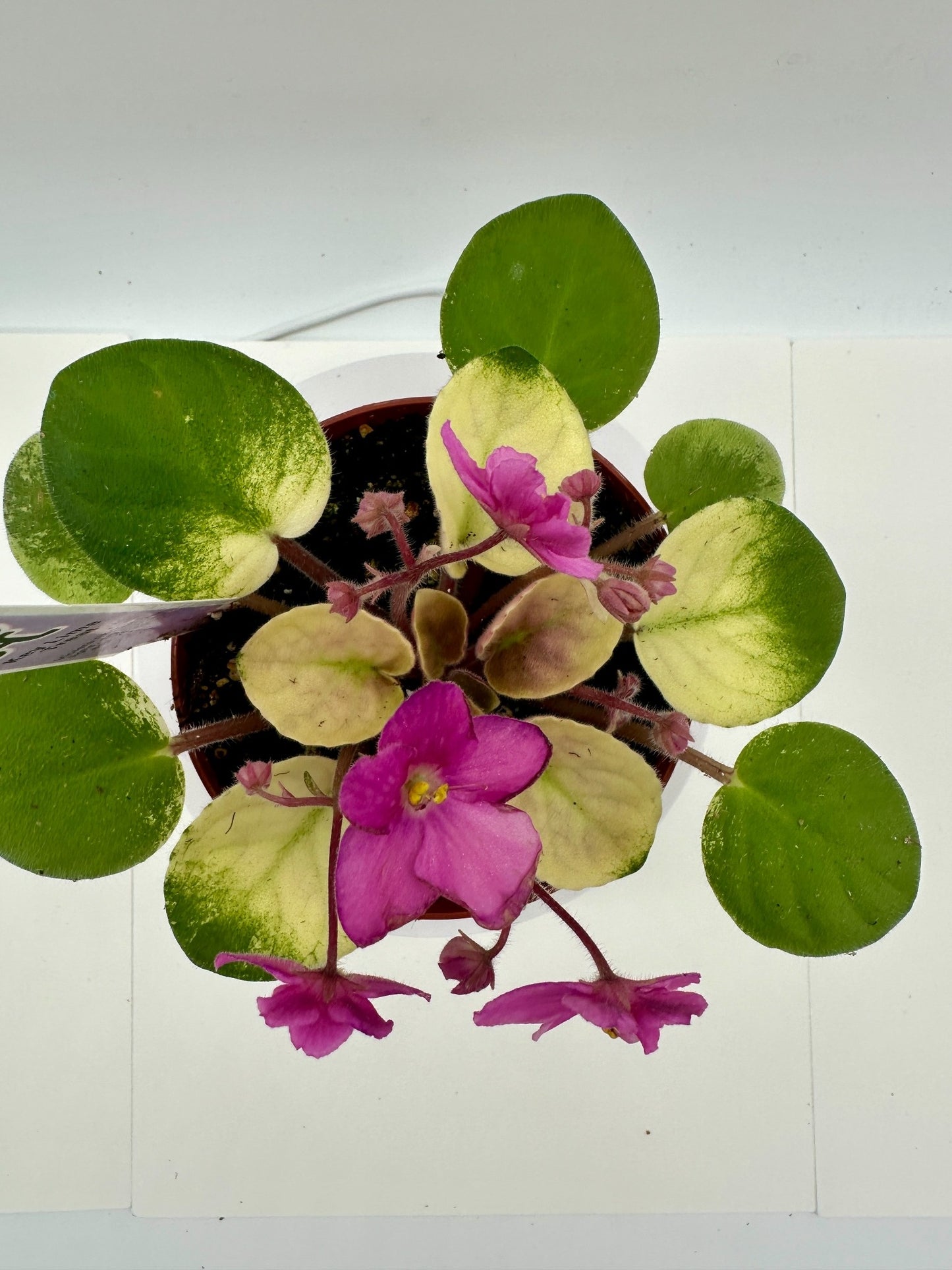 Key Lime Treat - Live African Violet 4"