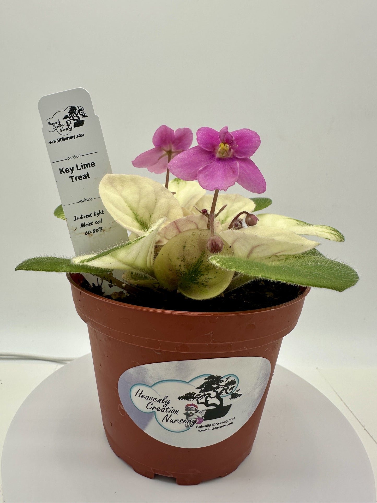 Key Lime Treat - Live African Violet 4"
