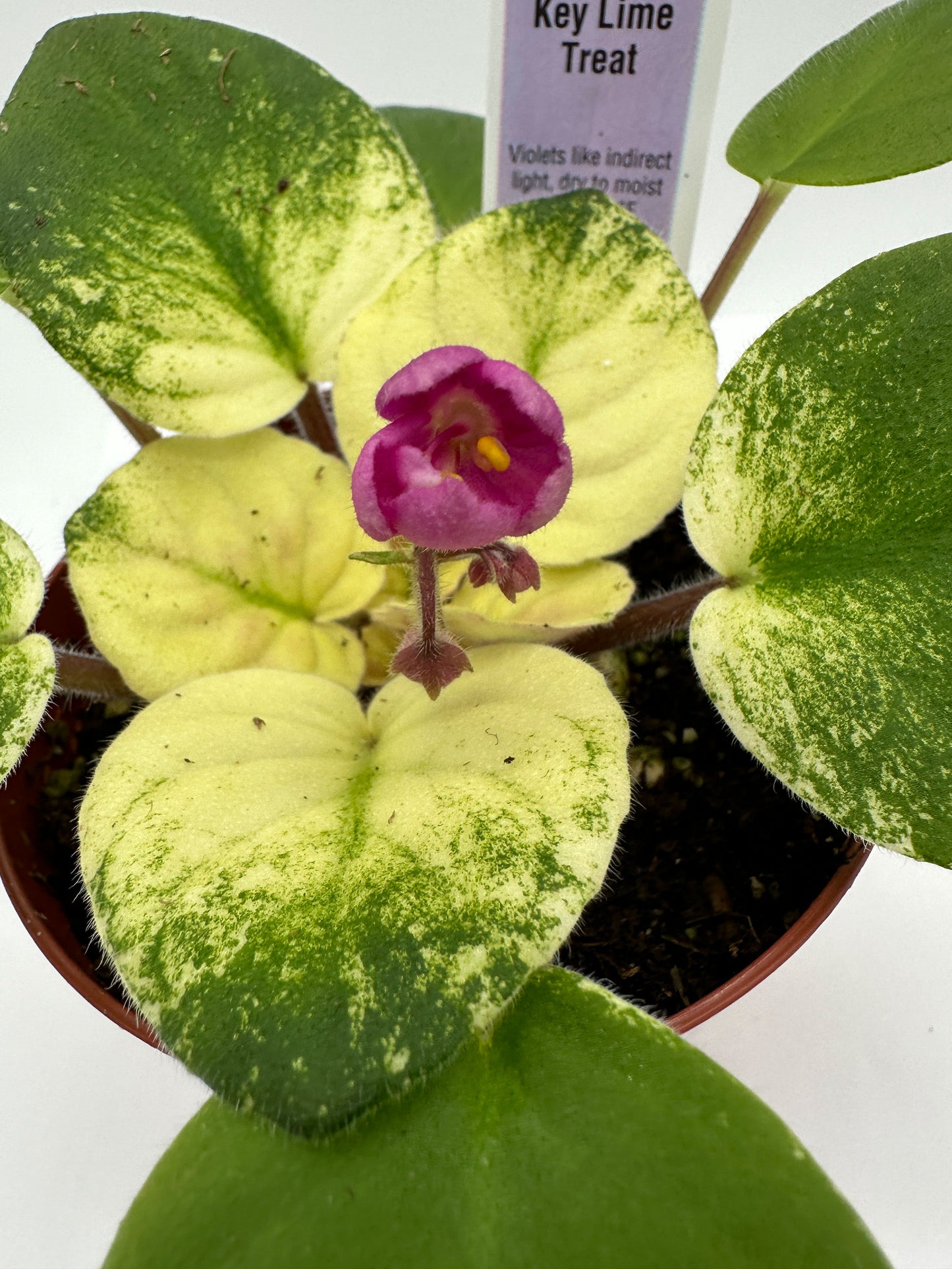 Key Lime Treat - Live African Violet 4"