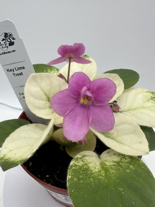 Key Lime Treat - Live African Violet 4"