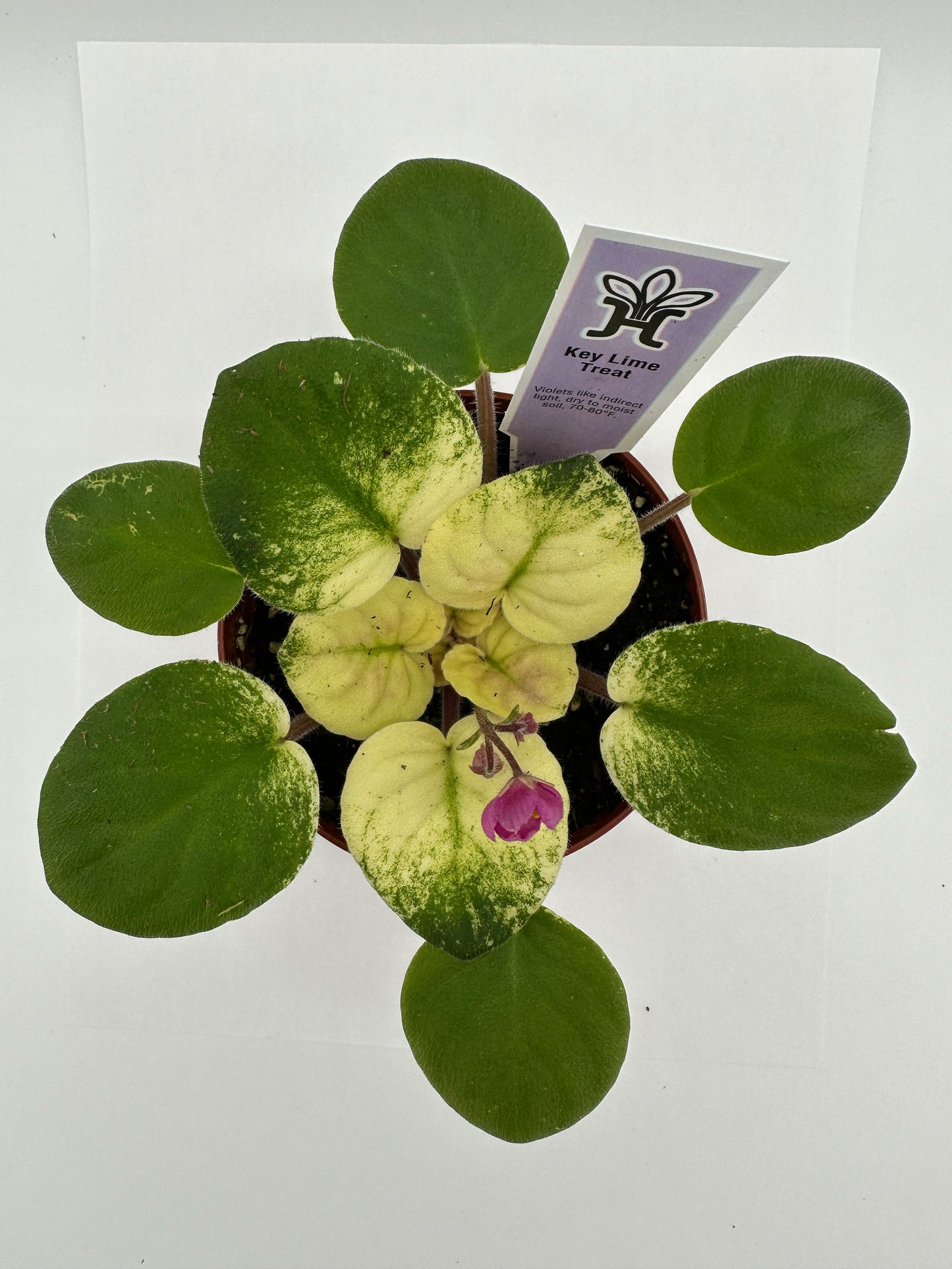 Key Lime Treat - Live African Violet 4"