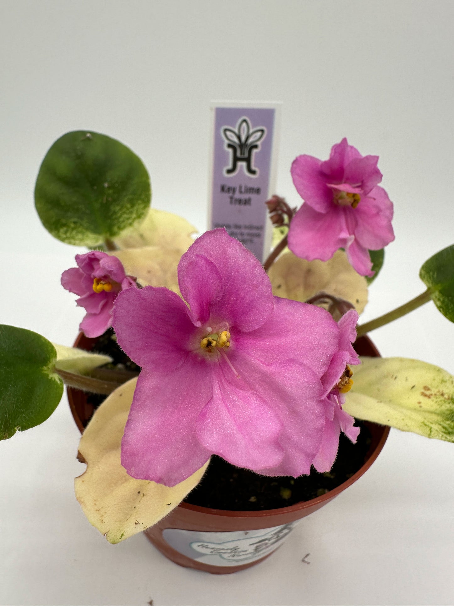 Key Lime Treat - Live African Violet 4"