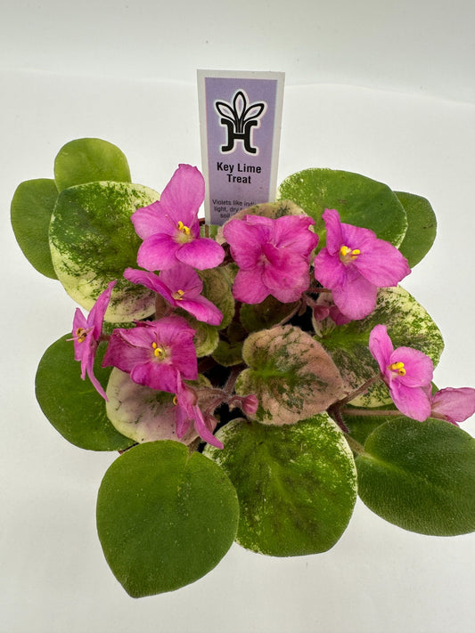 Key Lime Treat - Live African Violet 4"