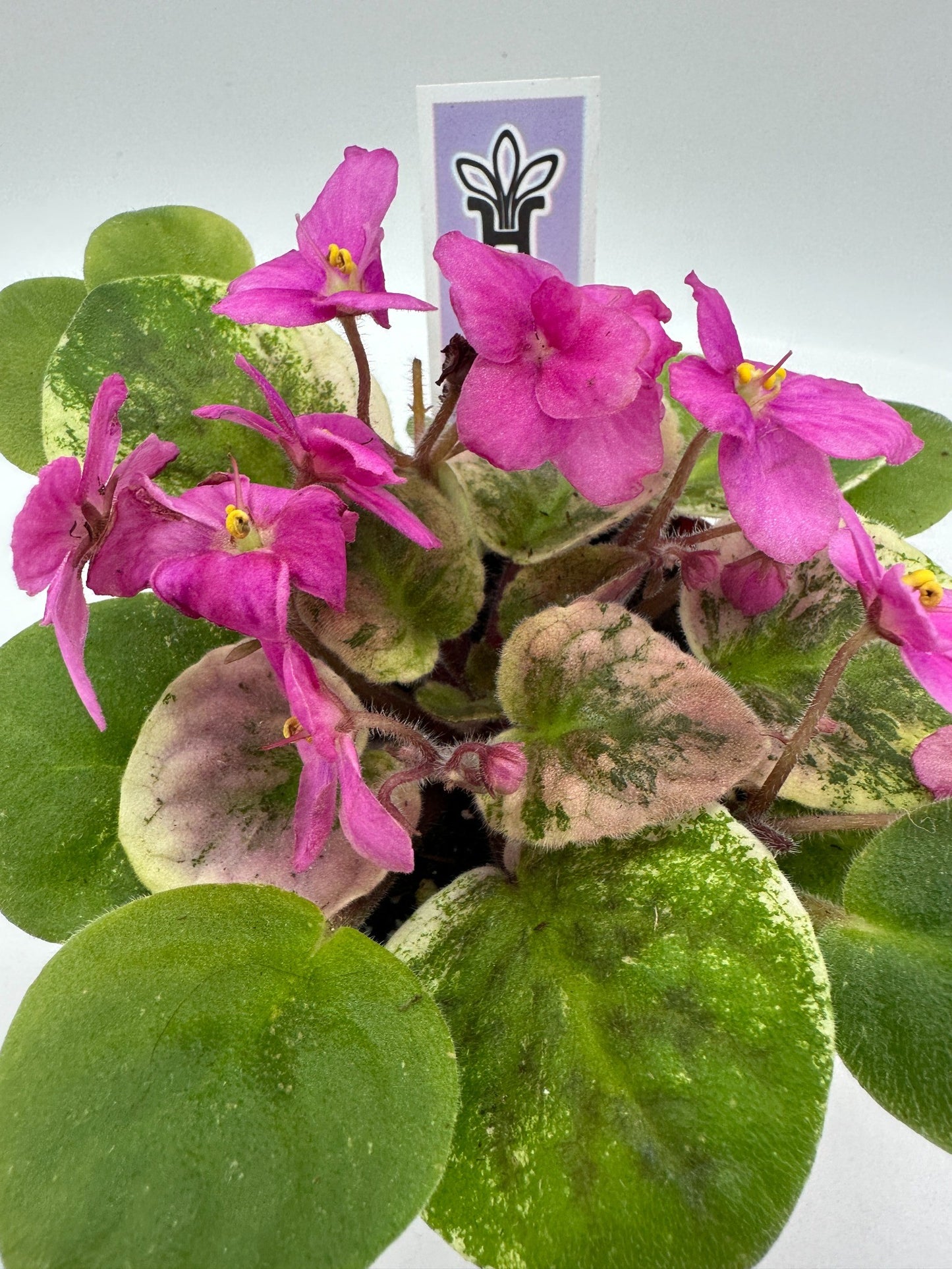 Key Lime Treat - Live African Violet 4"
