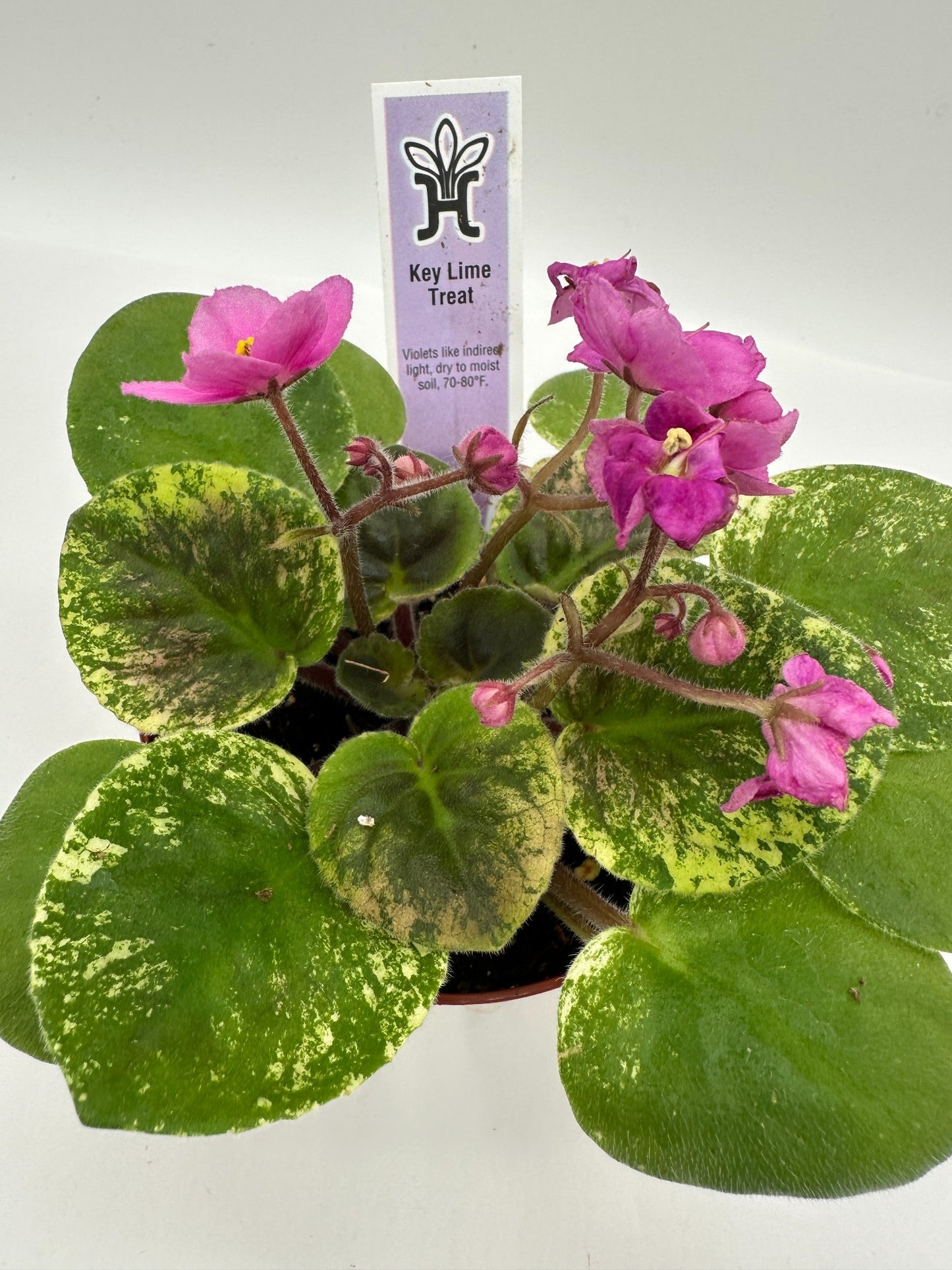 Key Lime Treat - Live African Violet 4"