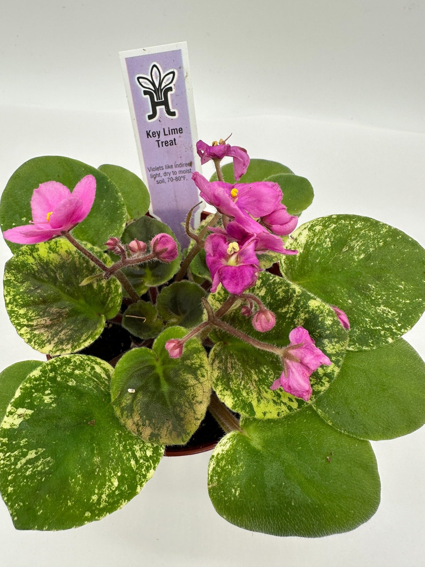Key Lime Treat - Live African Violet 4"
