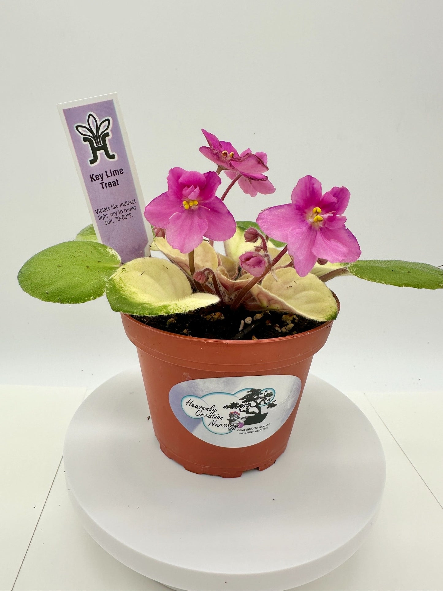 Key Lime Treat - Live African Violet 4"