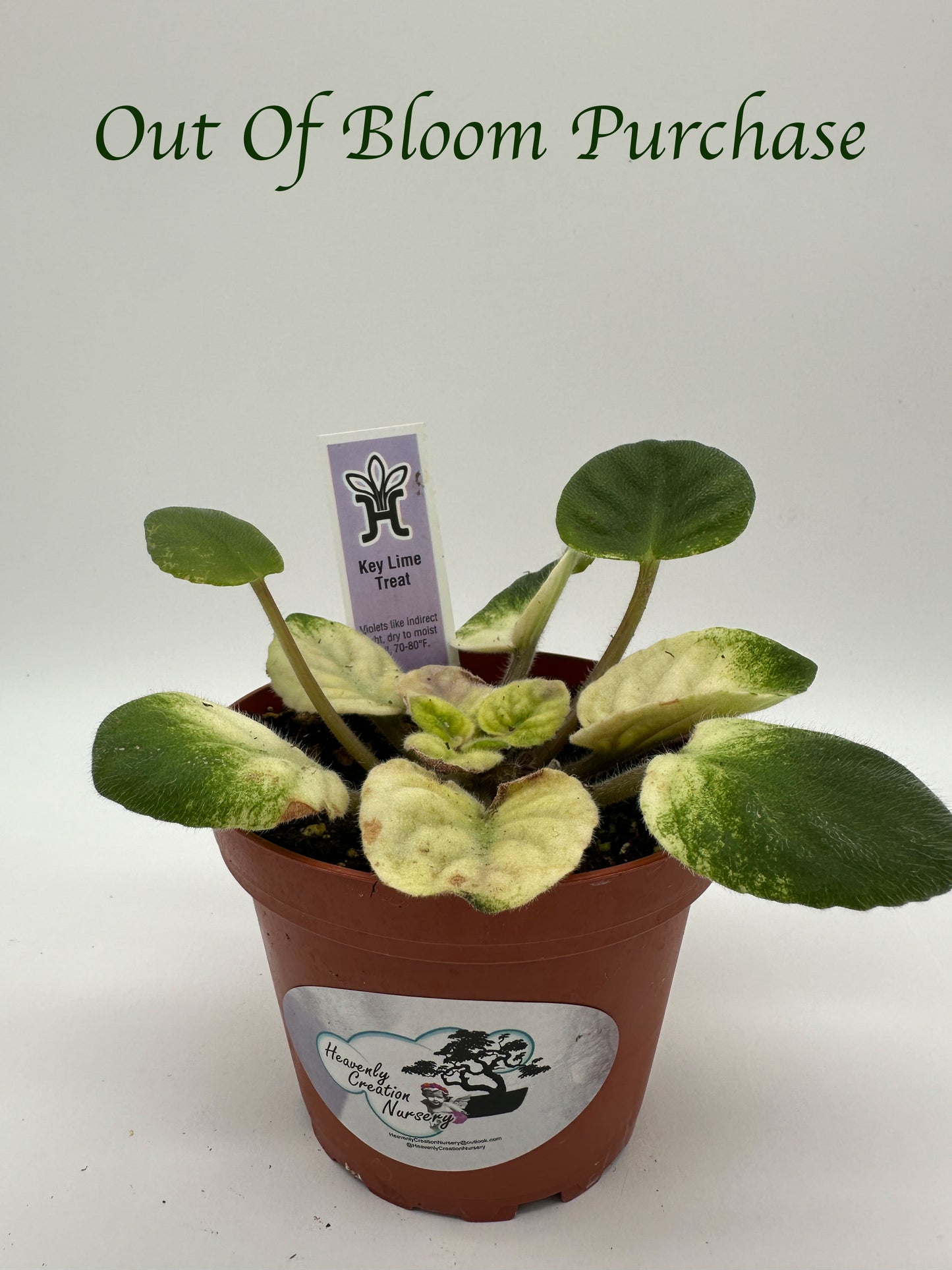 Key Lime Treat - Live African Violet 4"