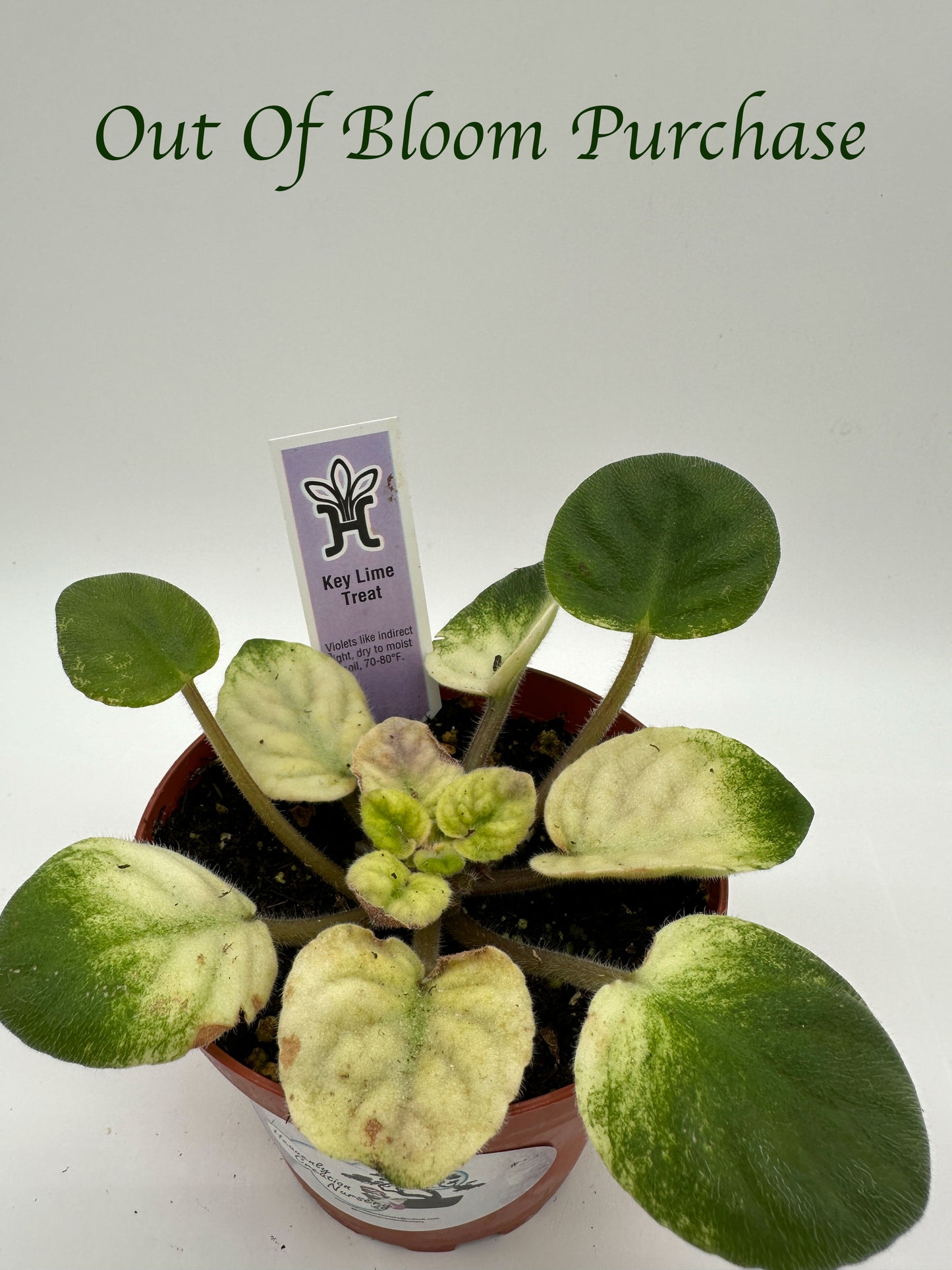 Key Lime Treat - Live African Violet 4"