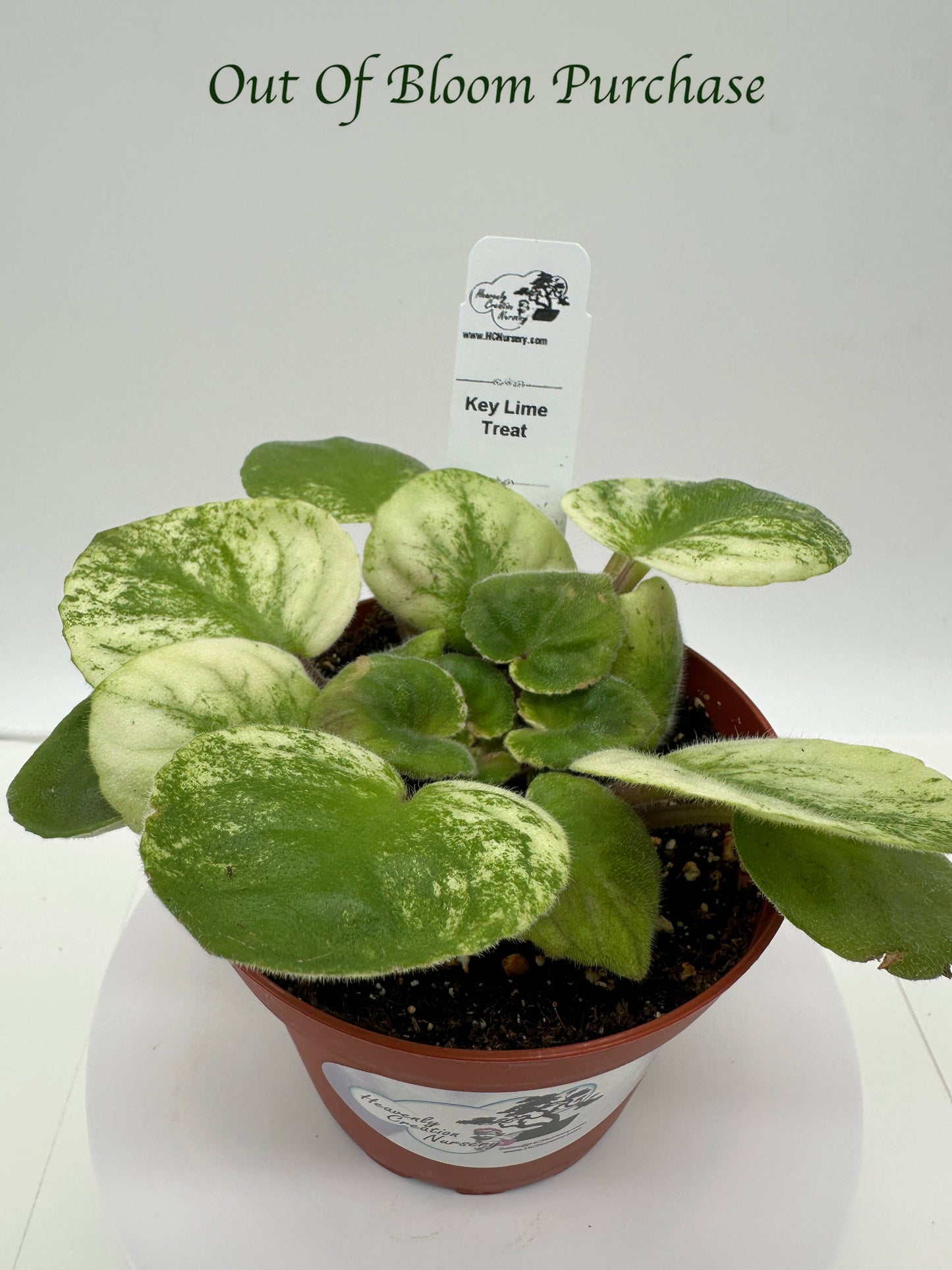 Key Lime Treat - Live African Violet 4"