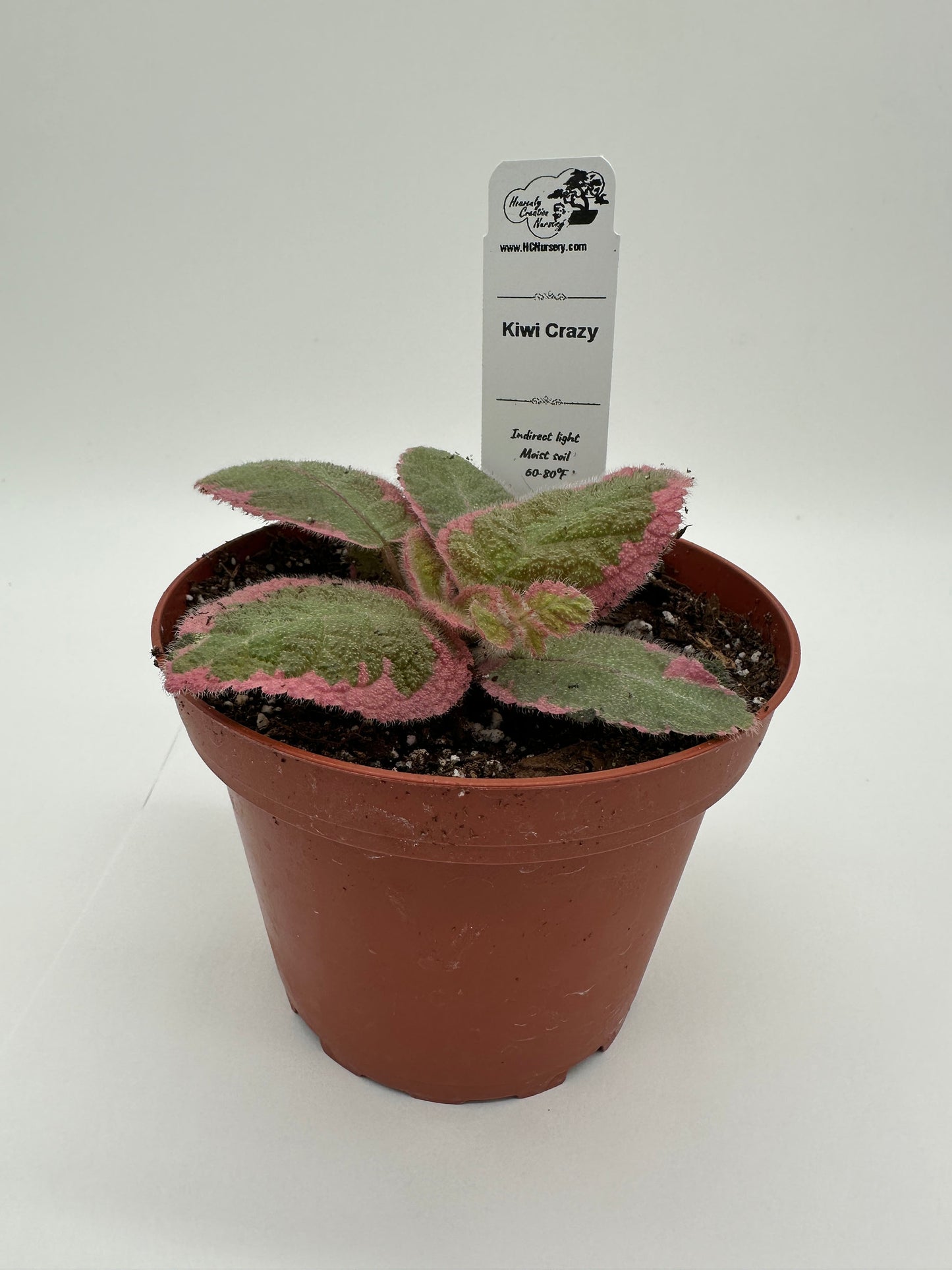 Kiwi Crazy- Live Episcia 4" (Elite)