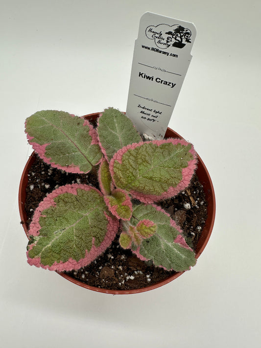 Kiwi Crazy- Live Episcia 4" (Elite)